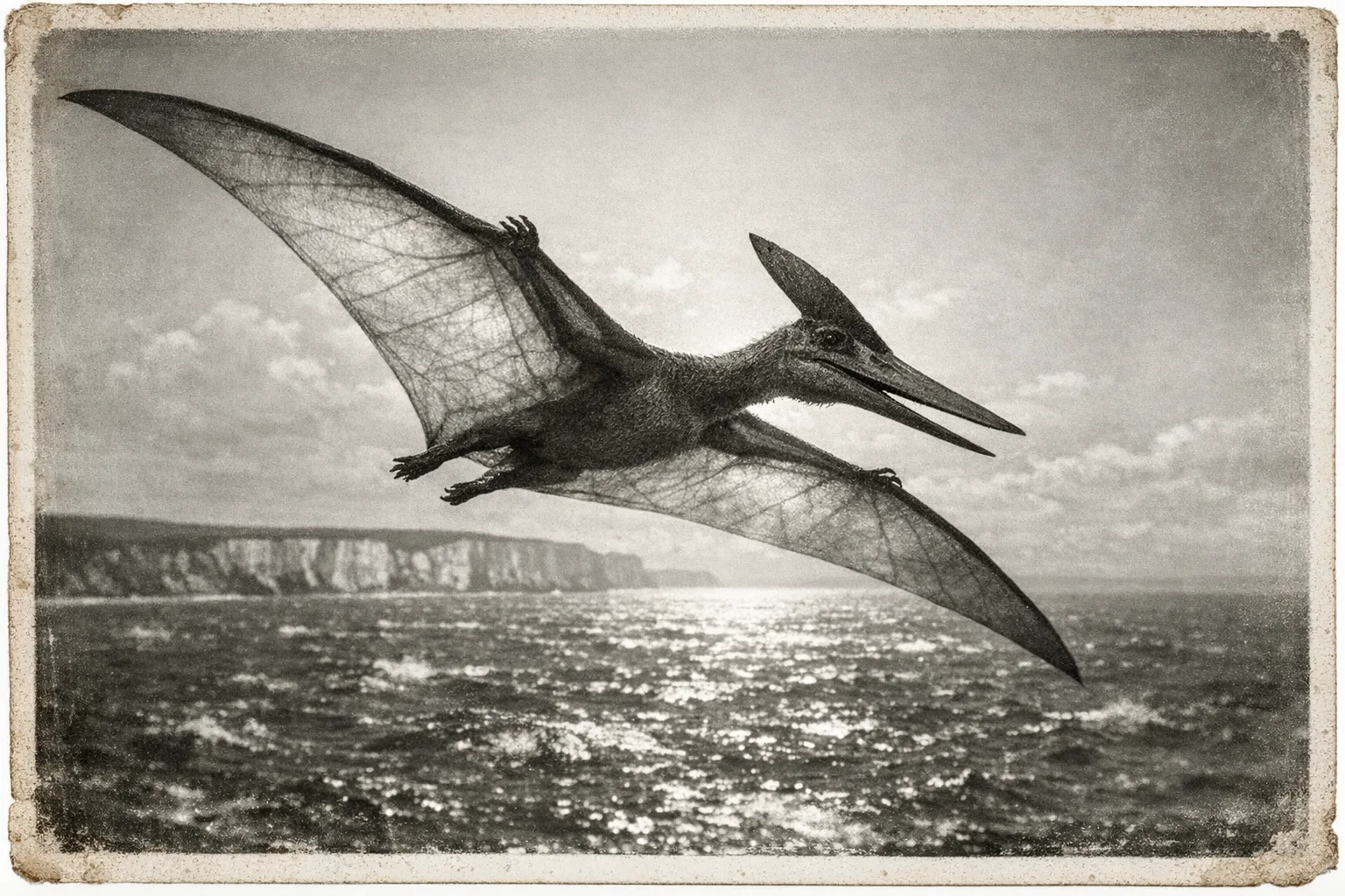 Pteranodon — Archive Plate: Collector's silver-gelatin expedition plate